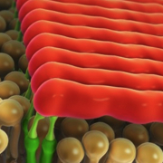Um diese oligomeren Fibrillen geht es: das Amyloid-Beta