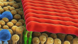 Um diese oligomeren Fibrillen geht es: das Amyloid-Beta