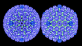 Herpes-Virus