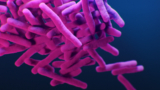 Übeltäter schwerer Infektionserkrankungen: Mycobaterium tuberculosis