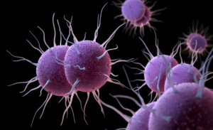 Gegen multiresistente Gonokokken wie den Tripper-Erreger Neisseria gonorrhoeae konnte jetzt ein wirksames Mittel identifiziert werden.