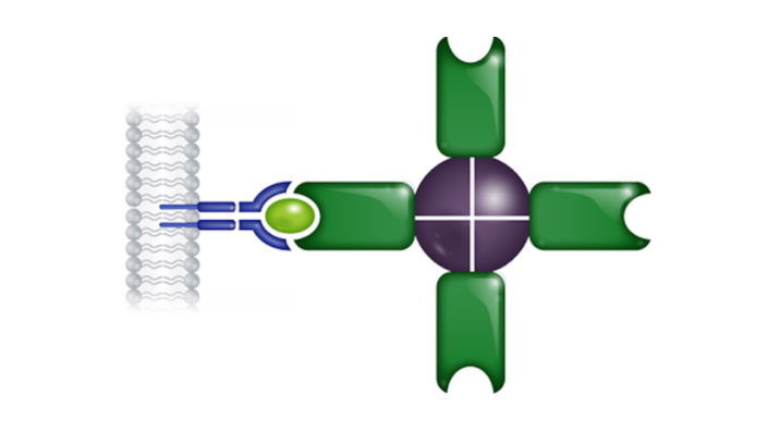 Roche-Genentech: Repertoire Medicine hilft bei Immunologie