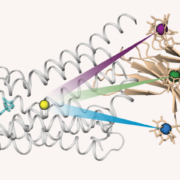Mit der GPS-PCS-NMR lässt sich durch einen Nanobody (beide) mit drei Mini-Magneten die Bewegung einzelner Atome (gelb) im β1-Adrenozeptor (grau) exakt nachvollziehen.