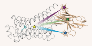 Mit der GPS-PCS-NMR lässt sich durch einen Nanobody (beide) mit drei Mini-Magneten die Bewegung einzelner Atome (gelb) im β1-Adrenozeptor (grau) exakt nachvollziehen.