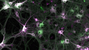 Sind das Substrat des fluoreszierenden Split-HaloTags (magenta) und eine bestimmte Kinaseaktivität gleichzeitig vorhanden, wird der molekulare Rekorder Kinprola (grün) markiert. Dadurch zeichnet er spezifische Kinaseaktivitäten auf.