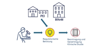 Schematische Darstellung der Beteiligten (Forscher, PEI, BfArM, Beratungsunternehmen) auf dem Weg zur klinischen Studie