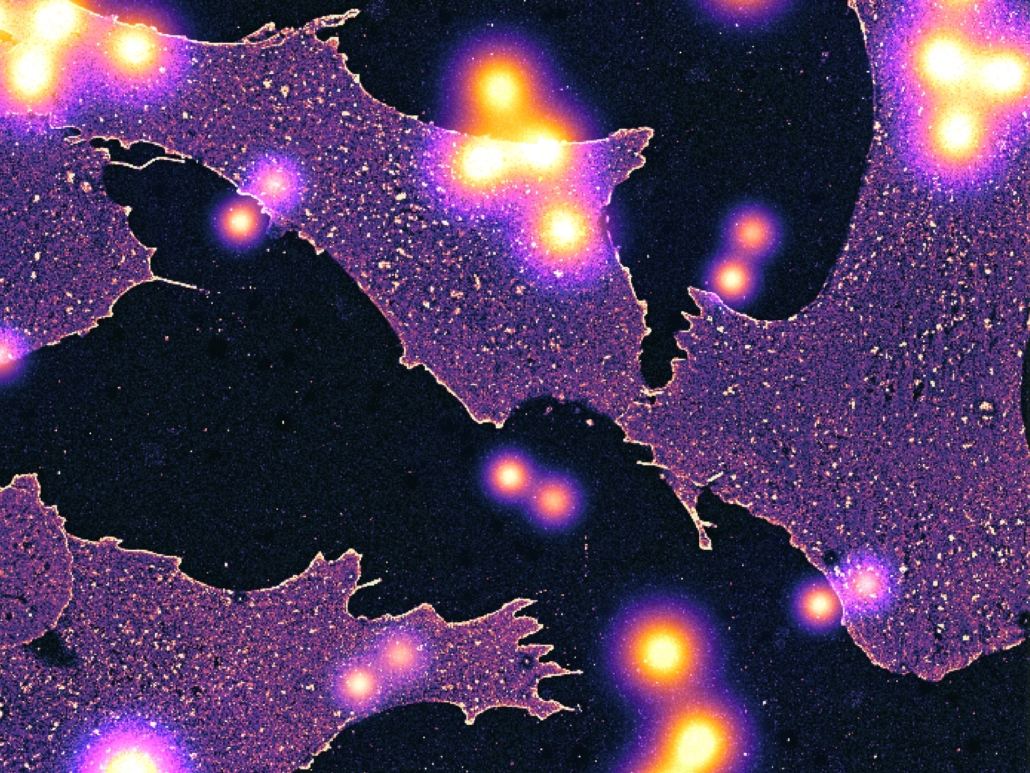Wie in dieser künstlerischen Darstellung lassen sich nun einzelne Membranglykane der Glycocalyx auflösen.