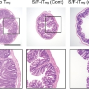 Fig5 Histologische Aufnahmen von Dickdarmgewebe zum Studienendpunkt (n = 4–6 Mäuse pro Gruppe)