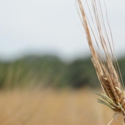 sechsreihige Gerste, geplagt von Vorerntekeimung