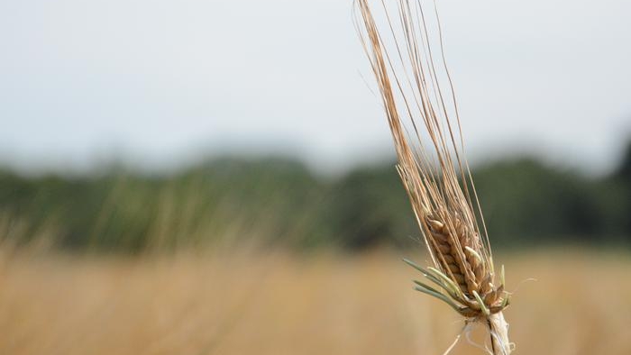 Jørgensen IPK sechsreihige Gerste, geplagt von Vorerntekeimung