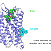 Das kleine INF904 blockiert im Gesamtmolekül C5 des Komplementsystems die Abspaltung von C5a