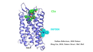 Das kleine INF904 blockiert im Gesamtmolekül C5 des Komplementsystems die Abspaltung von C5a