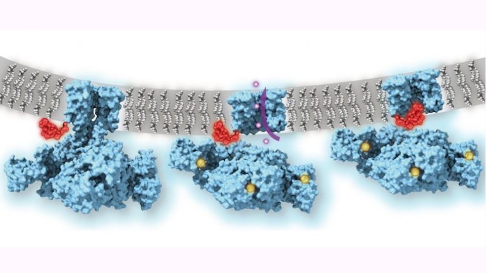 ball and chain modell ionenkanal-web Der calciumgesteuerte Kaliumkanal MthK in geschlossenem, offenem und inaktiviertem Zustand (v.l.). Dargestellt ist die Kanalstruktur (blau), wobei zur besseren Übersicht eine Untereinheit entfernt wurde; Calciumionen (gelb); Kaliumionen (violett); Membran (grau); N-terminales Inaktivierungspeptid (rot, der "Ball"). Die Position des Peptids im inaktivierten Kanal wurde durch die Strukturanalyse identifiziert, während die in den geschlossenen und offenen Kanälen dargestellte Position in der Abbildung noch hypothetisch war und aktuell aufgeklärt werden konnte.