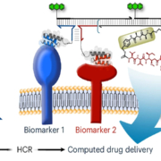 Wirkprinzip der DNA-Wirkstoff-Konjugate (DDC)