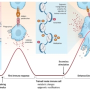 Wenn schon gegen Bakterien und sonstige Keime das angeborene Immunsystem viel ausrichtet, warum nicht auch gegen eine Art "innere Infektion" etwa bei Krebserkrankungen? Für diesen Ansatz hat Kupando die Finanzierungsrunde von 2022 deutlich erweitern können