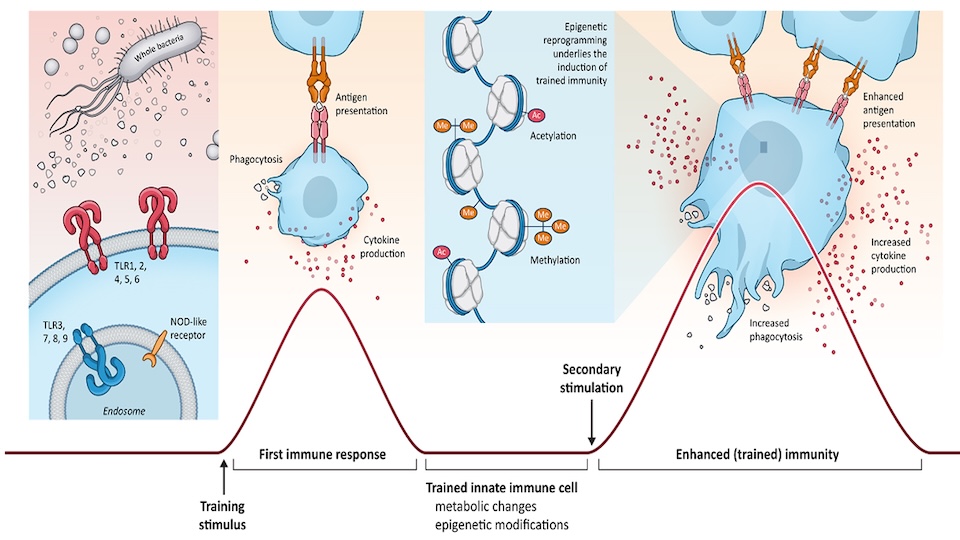 Wenn schon gegen Bakterien und sonstige Keime das angeborene Immunsystem viel ausrichtet, warum nicht auch gegen eine Art "innere Infektion" etwa bei Krebserkrankungen? Für diesen Ansatz hat Kupando die Finanzierungsrunde von 2022 deutlich erweitern können