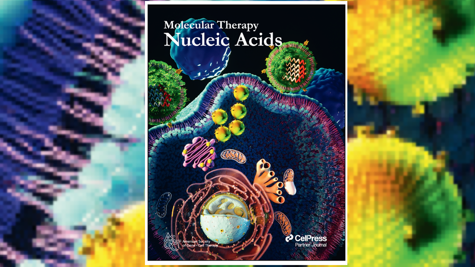nucl acids mol therapy thomas thum-rna magnet Mit Magneten zielgerichtet lNP-RNA-Vesikel zum Wirkort bringen