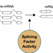 Von der Pre-mRNA zur endgültigen Abschreibevorlage geht es über das Spleißen.