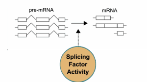 Von der Pre-mRNA zur endgültigen Abschreibevorlage geht es über das Spleißen.