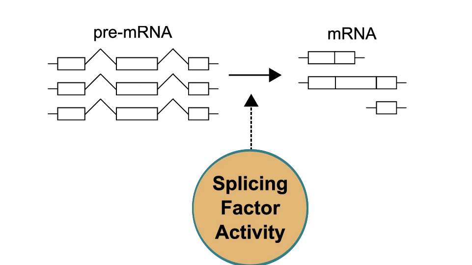Von der Pre-mRNA zur endgültigen Abschreibevorlage geht es über das Spleißen.