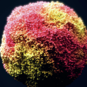 Organoide Illustration