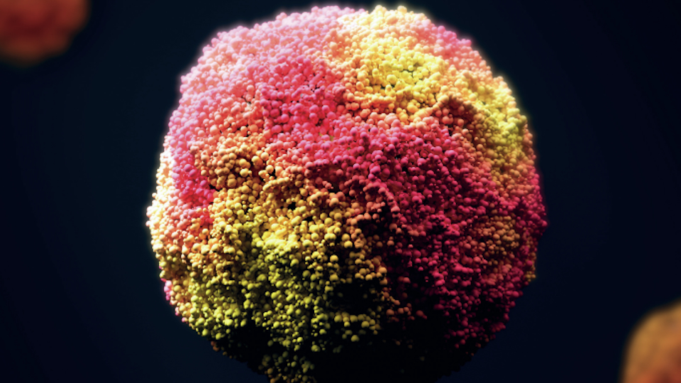 Organoide Illustration