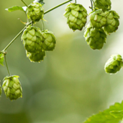Hopfen und Malz - Gott erhalt´s, oder aber man schaue sich das Genom etwas genauer an.