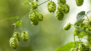 Hopfen und Malz - Gott erhalt´s, oder aber man schaue sich das Genom etwas genauer an.