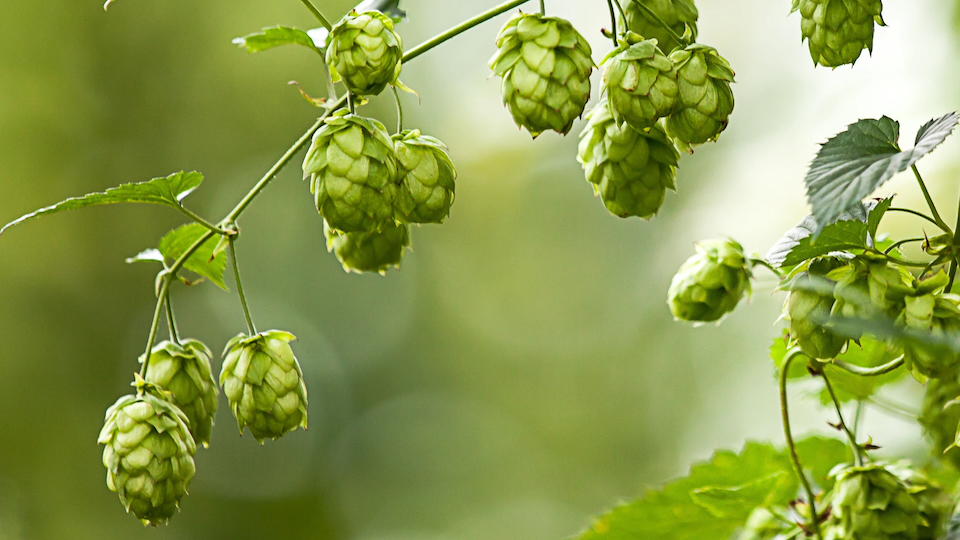Hopfen Hallertau Kopie-helmholtzmuc Hopfen und Malz - Gott erhalt´s, oder aber man schaue sich das Genom etwas genauer an.