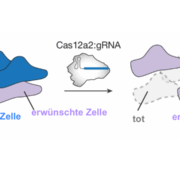 crispr cas 12a2-akribion-web