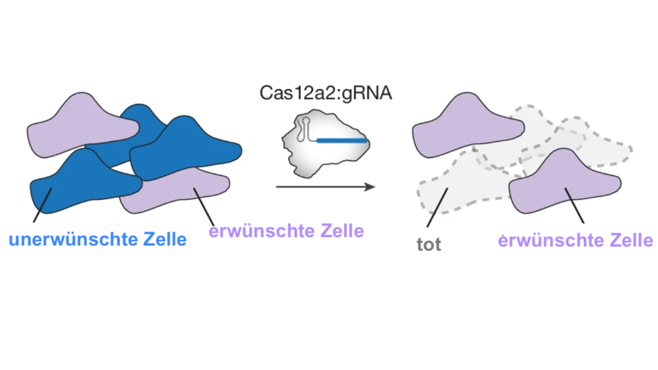 crispr cas 12a2-akribion-web