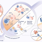 Das Zielmolekül CXCR5 wird sowohl auf malignen B-Zellen als auch auf T-follikulären Helferzellen exprimiert. Die anti-CXCR5 CAR T-Zelltherapie von CARTemis adressiert beide Zellpopulationen gleichzeitig und verfolgt damit einen neuartigen Ansatz zur Bekämpfung von Tumor und tumorfördernder Mikroumgebung.