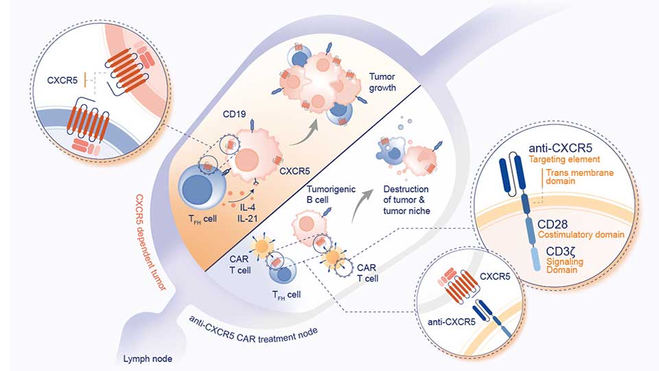 Das Zielmolekül CXCR5 wird sowohl auf malignen B-Zellen als auch auf T-follikulären Helferzellen exprimiert. Die anti-CXCR5 CAR T-Zelltherapie von CARTemis adressiert beide Zellpopulationen gleichzeitig und verfolgt damit einen neuartigen Ansatz zur Bekämpfung von Tumor und tumorfördernder Mikroumgebung.
