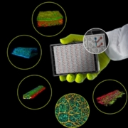 Eine große Auswahl an Organoid-Modellsystemen wird für die Wirkstoffforschung immer interessanter. Die Anbieter von Forschungswerkzeugen kaufen die Technologieplattformen ein.