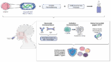 Mucoshield: Entwicklung eines HMPV Impfstoffs auf Basis von ORFV Vektoren (erstellt mit BioRender.com)