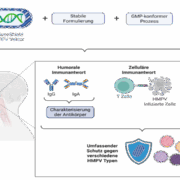 Mucoshield: Entwicklung eines HMPV Impfstoffs auf Basis von ORFV Vektoren (erstellt mit BioRender.com)