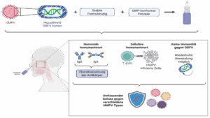 Mucoshield: Entwicklung eines HMPV Impfstoffs auf Basis von ORFV Vektoren (erstellt mit BioRender.com)