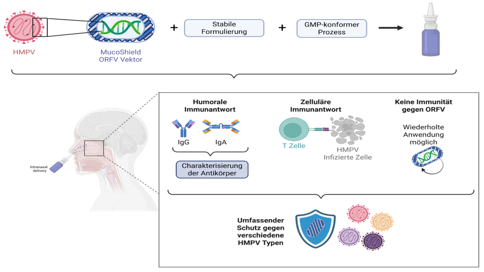 Abstract-BWInvest-2026-HMPV-vaccine Mucoshield: Entwicklung eines HMPV Impfstoffs auf Basis von ORFV Vektoren (erstellt mit BioRender.com)