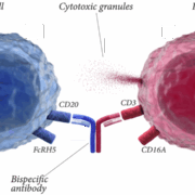 Illustration der Wirkungsweise eines bereits zugelassenen bispezifischen Antikörpers von Roche, Lunsumio (Mosunetuzumab)