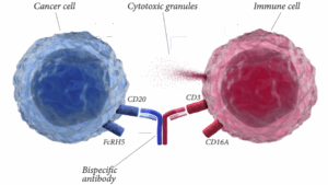 Illustration der Wirkungsweise eines bereits zugelassenen bispezifischen Antikörpers von Roche, Lunsumio (Mosunetuzumab)