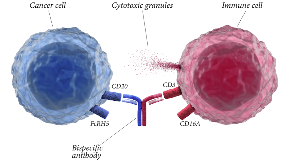roche bispecifics-web Illustration der Wirkungsweise eines bereits zugelassenen bispezifischen Antikörpers von Roche, Lunsumio (Mosunetuzumab)