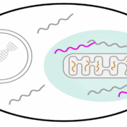 In Zellen, die ein auf den Mitochondrien sitzendes RNA-aufzeichnendes Organell (Recordanell) exprimieren, werden die B-Gene nach ihrer Stimulations-induzierten Expression innerhalb des Organells eingefangen, wo sie vor Abbau geschützt sind.