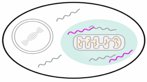 In Zellen, die ein auf den Mitochondrien sitzendes RNA-aufzeichnendes Organell (Recordanell) exprimieren, werden die B-Gene nach ihrer Stimulations-induzierten Expression innerhalb des Organells eingefangen, wo sie vor Abbau geschützt sind.