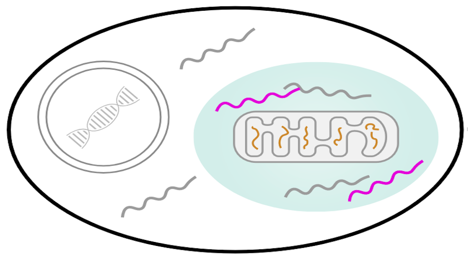 d-bsse-recordanelle In Zellen, die ein auf den Mitochondrien sitzendes RNA-aufzeichnendes Organell (Recordanell) exprimieren, werden die B-Gene nach ihrer Stimulations-induzierten Expression innerhalb des Organells eingefangen, wo sie vor Abbau geschützt sind.